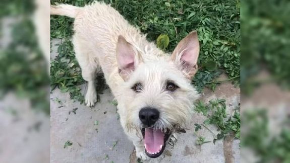 Lucho, un perro mestizo se perdió hace dos semanas en Centenario.