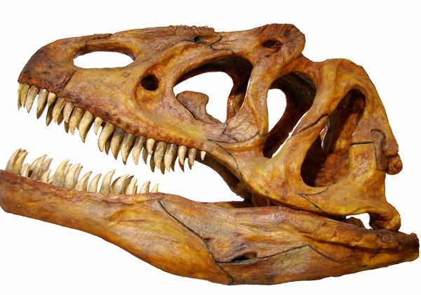 Hallan rastros de sangre de dinosaurios