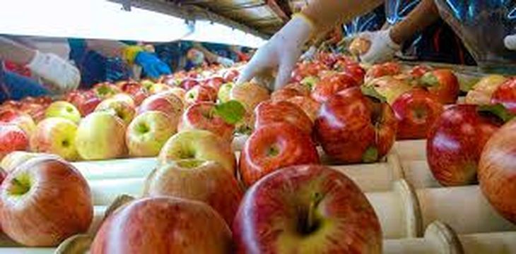 Las economías regionales, como es el caso de la fruticultura del Valle de Río Negro y Neuquén, una de las más perjudicadas por el atraso cambiario que impulsa el Gobierno. Las economías regionales, como es el caso de la fruticultura del Valle de Río Negro y Neuquén, una de las más perjudicadas por el atraso cambiario que impulsa el Gobierno.