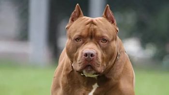 Un perro pitbull atacó a una mujer en pleno Paseo de la Costa. (Foto ilustrativa)