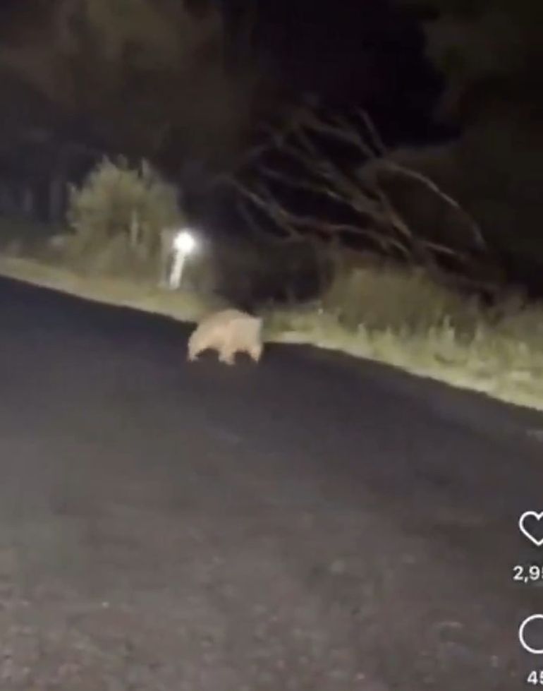 La madre de la cría que tomó la joven influencer estadounidense en Australia mira desde lejos la situación. La madre de la cría que tomó la joven influencer estadounidense en Australia mira desde lejos la situación.