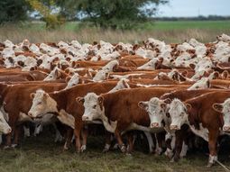 Estados Unidos atraviesa un proceso de escasez de oferta de carne a nivel local, que ha llevado a una fuerte escalada de precios. Estados Unidos atraviesa un proceso de escasez de oferta de carne a nivel local, que ha llevado a una fuerte escalada de precios.
