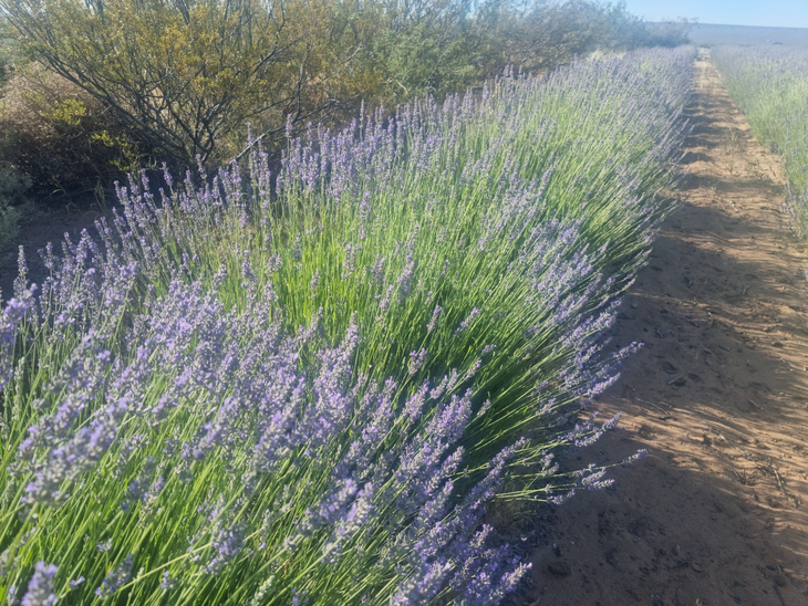 Las lavandas que cultivan son de dos variedades, la angustifolia y el lavandín. Foto: gentileza