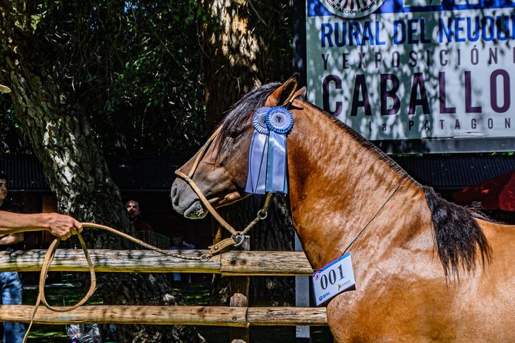 Las destrezas criollas se presentan en el predio todos los días para disfrute de toda la familia. Foto: gentileza SRN. Las destrezas criollas se presentan en el predio todos los días para disfrute de toda la familia. Foto: gentileza SRN.