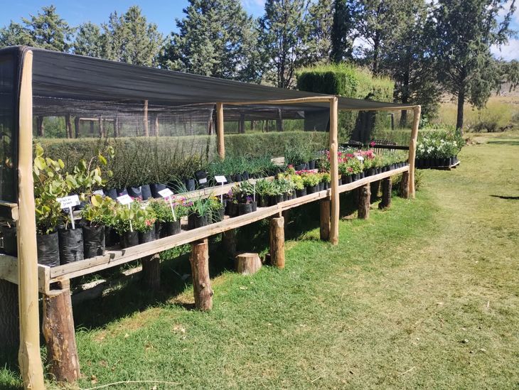 En los viveros también se trabaja con plantas ornamentales, desde una lavanda o un libustro, hasta un laurel en flor. Foto: gentileza.