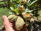 Fruticultura en alerta por cotorras: daños en la producción de hasta 30%