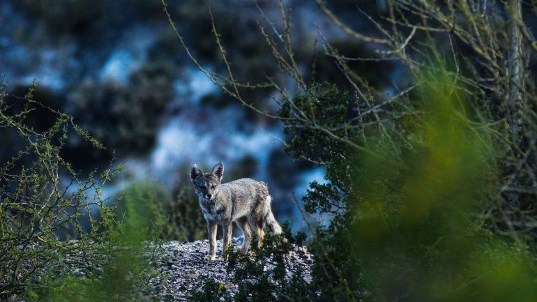 Simpáticos y curiosos