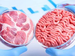 El debate continúa entre si es mejor producir carne natural o sintética. El debate continúa entre si es mejor producir carne natural o sintética.