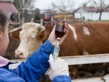 Críticas a las importaciones de vacunas contra la aftosa