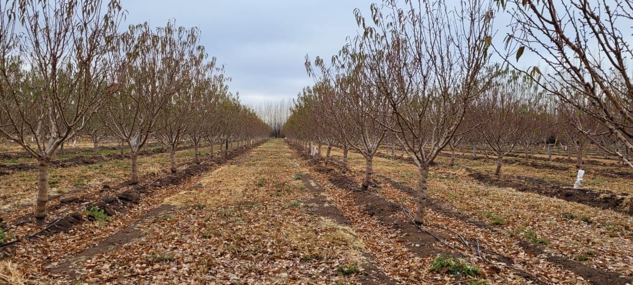 La provincia de Neuquén cuenta con 57 productores de frutos secos.
