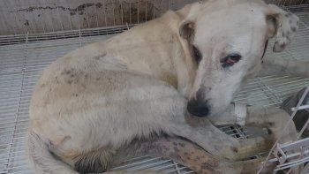 Arriesgaron sus vidas para rescatar a un perro atrapado en un islote debajo del puente carretero
