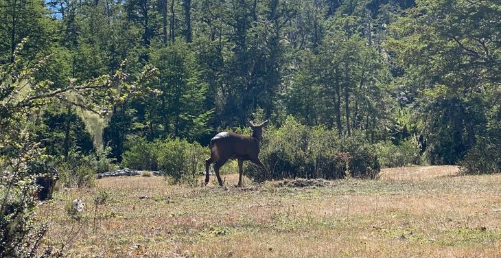 La presencia renovada del huemul inaugura una nueva etapa en su recuperación. La presencia renovada del huemul inaugura una nueva etapa en su recuperación.