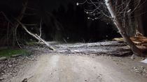 Alerta por viento: las ráfagas tiraron un árbol en Neuquén. Alerta por viento: las ráfagas tiraron un árbol en Neuquén.