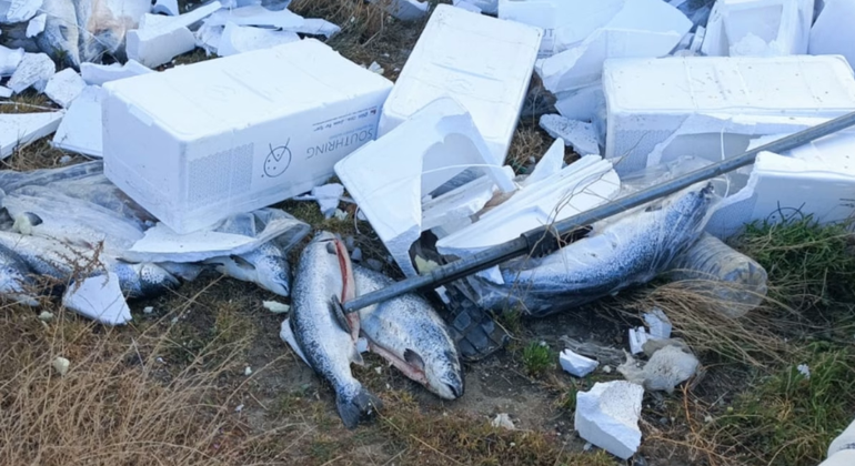 Personal de Bromatología de Comodoro Rivadavia constató en el lugar que la mayor parte del pescado no estaba apto para el consumo humano. Personal de Bromatología de Comodoro Rivadavia constató en el lugar que la mayor parte del pescado no estaba apto para el consumo humano.