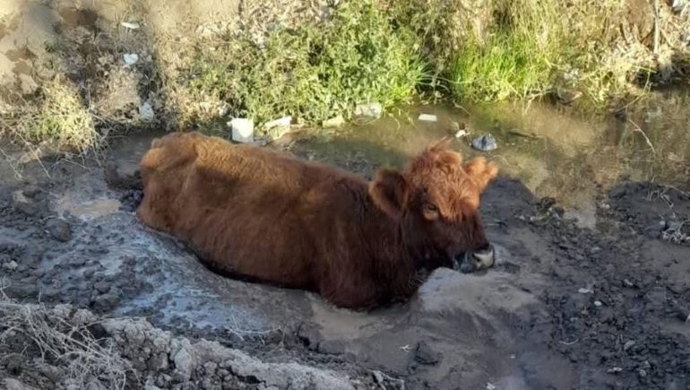 Rescatan a una vaca que pasó horas atrapada en el barro de un canal en Valentina Norte