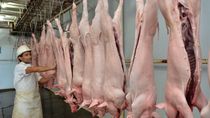 El consumo de cerdo en la Argentina crece, la importación también.