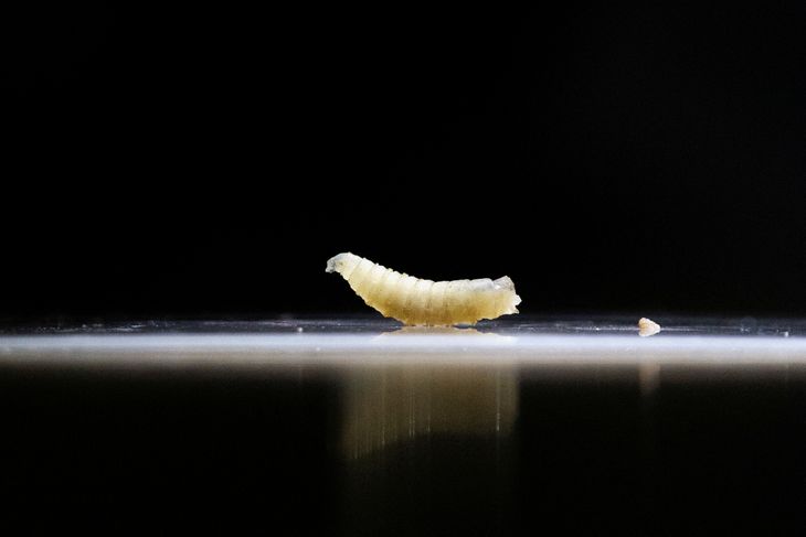 El primer caso detectado en Texas en 60 a&ntilde;os confirma el avance de la temida plaga carn&iacute;vora.