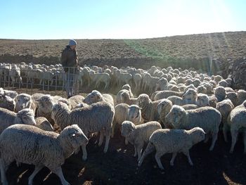 se elimino la ley ovina: ¿golpe de gracia  para los pequenos productores de la patagonia?