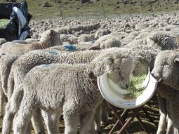 El crecimiento del cordero uruguayo revela decisiones estratégicas que Argentina no tomó en décadas. El crecimiento del cordero uruguayo revela decisiones estratégicas que Argentina no tomó en décadas.