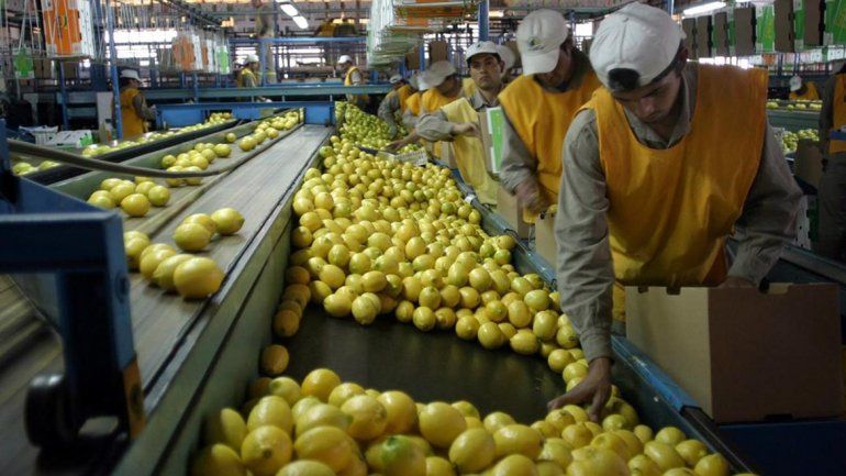 Trump decidió no importar limones de la Argentina