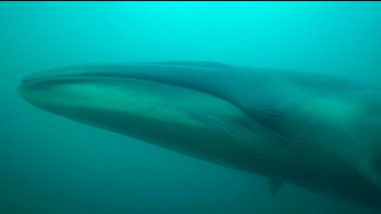 La ballena sei alcanza los 18 metros de largo, supera las 20 toneladas y puede nadar a 50 km/h, convirtiéndose en uno de los cetáceos más veloces que existen. La ballena sei alcanza los 18 metros de largo, supera las 20 toneladas y puede nadar a 50 km/h, convirtiéndose en uno de los cetáceos más veloces que existen.