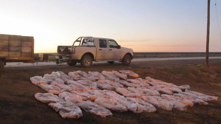 Decomisaron 800 kilos de asado con hueso escondido en colmenas