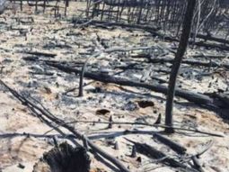 El lugar donde se habría iniciado el incendio en Puerto Patriada. El lugar donde se habría iniciado el incendio en Puerto Patriada.