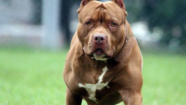 Un policía ejecutó al pitbull del vecino que le mató a su mascota