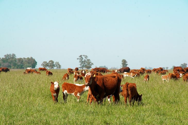  Según la FAO, hasta el 90% de los suelos agrícolas podría degradarse para 2050. Según la FAO, hasta el 90% de los suelos agrícolas podría degradarse para 2050.