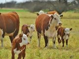 El traslado récord de terneros y la evolución del engorde a corral anticipan cambios en el esquema productivo.