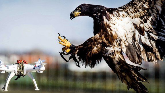 Las aves, según las autoridades, cazan los drones como lo hacen con las presas. La idea es combatir aquellos aparatitos que se metan en lugares prohibidos o que puedan lanzar algo peligroso.