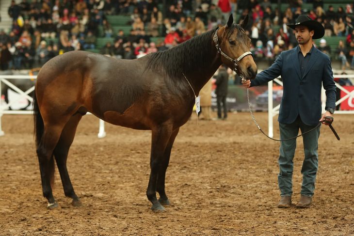 “Cualquier criador de caballos trabaja para medirse en la Rural de Palermo”, aseguró Elvis. Foto: gentileza. “Cualquier criador de caballos trabaja para medirse en la Rural de Palermo”, aseguró Elvis. Foto: gentileza.