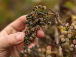 En un viñedo de Chardonnay en Lodi, la maleza y los roedores invaden un campo donde toneladas de uvas maduras se echan a perder. En un viñedo de Chardonnay en Lodi, la maleza y los roedores invaden un campo donde toneladas de uvas maduras se echan a perder.