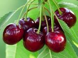 Mendoza prevé una buena calidad para sus cerezas en la presente cosecha.