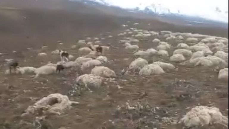El deshielo descubrió cientos de cadáveres de ovejas en una estancia de Santa Cruz. El deshielo descubrió cientos de cadáveres de ovejas en una estancia de Santa Cruz.