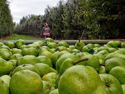 Peras, manzanas y uvas encabezan las compras brasileñas, en un mercado que crece al ritmo de nuevas preferencias de consumo. Peras, manzanas y uvas encabezan las compras brasileñas, en un mercado que crece al ritmo de nuevas preferencias de consumo.