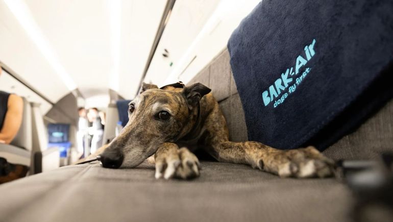 Presentan la primera aerolínea exclusiva para perros