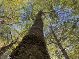 Uno de los árboles  de la Patagonia