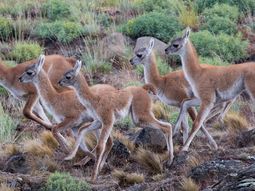 La sobrepoblación del guanaco está generando serios problemas en las tierras de la Patagonia. La sobrepoblación del guanaco está generando serios problemas en las tierras de la Patagonia.