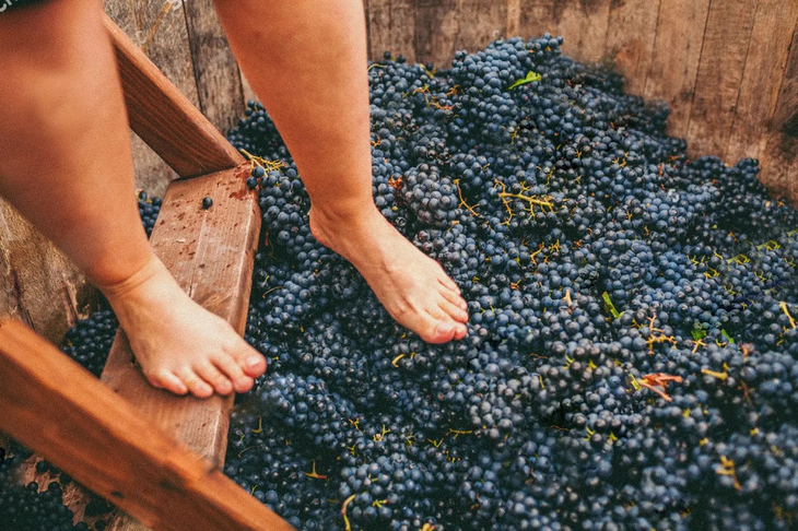 La 2024 fue una gran cosecha en términos cualitativos, a pesar de las intensas nevadas. La 2024 fue una gran cosecha en términos cualitativos, a pesar de las intensas nevadas.