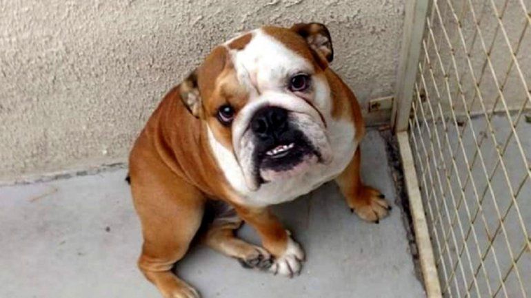 Ladrones les entraron a robar y se llevaron hasta la perra