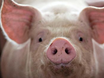 animales editados geneticamente: que son y donde ya se consumen