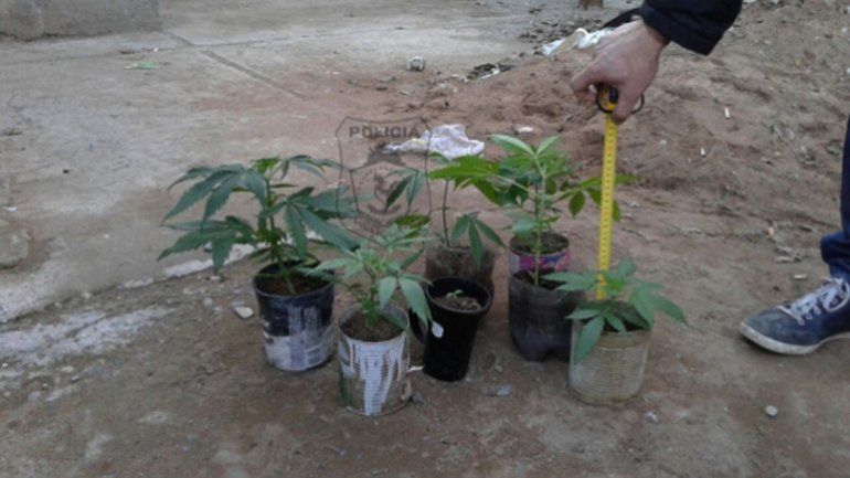 Les secuestraron nueve plantas de marihuana.