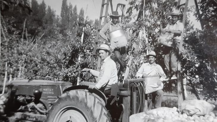 Cosecha en la Colonia Inglesa, fotografía histórica. M. Alejandra Assar.