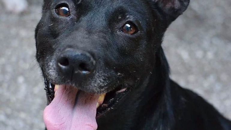 Caso Ángel López: una movida solidaria por las perritas del nene golpeado que murió en Comodoro Rivadavia. (Foto ilustrativa).