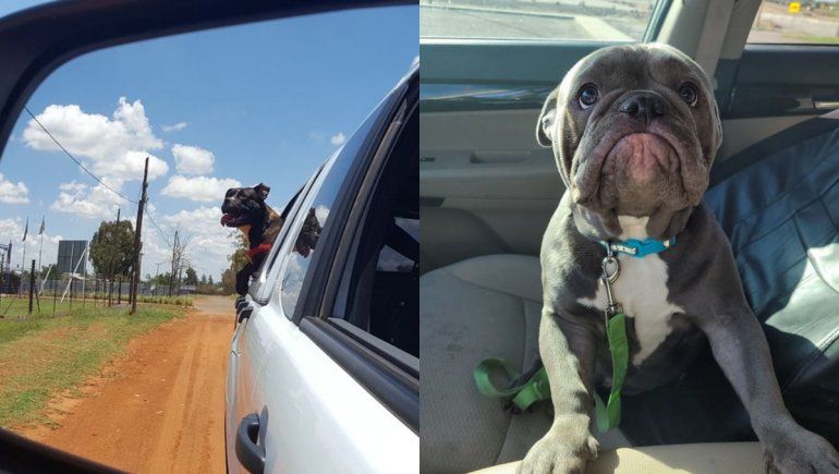 Adorable pitbull se vuelve viral por esta graciosa cara triste.