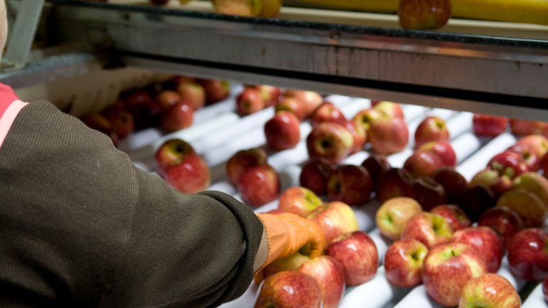 Aseguran que el coronavirus no afecta a la exportación de peras y manzanas