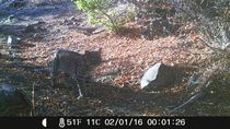 gato montes y zorros: las increibles imagenes de la fauna de neuquen captadas por camaras trampa