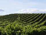 La industria del vino enfrenta su peor momento en décadas, con cifras a la baja que están obligando a los productores a redefinir su modelo productivo.