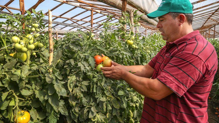 Les buscarán mercados a los tomates neuquinos